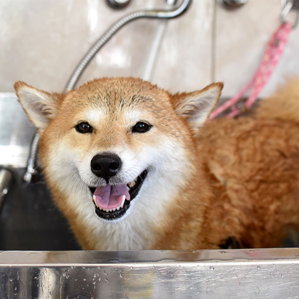 シャンプーコース