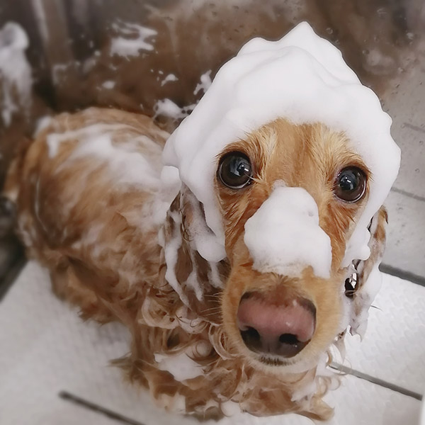 プレミアムスパコース